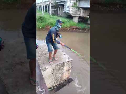 Mancing kakap putih,