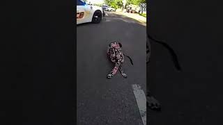 Tragic FSU Student Hit-and-Run: The Elizabeth Sims Case | Bodycam Footage