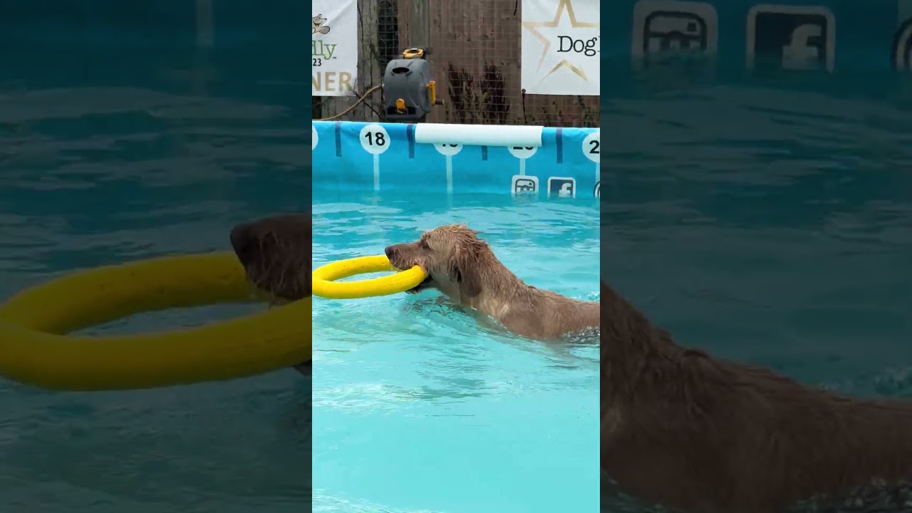 Спрингадор Фред обожал плавать 💦💕🐾🇬🇧