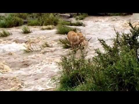 Lioness & Cub crossing river in Kenya