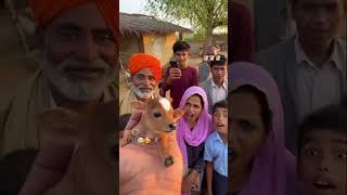 cutie pie gaye ka bhachda🥰😍😘😅