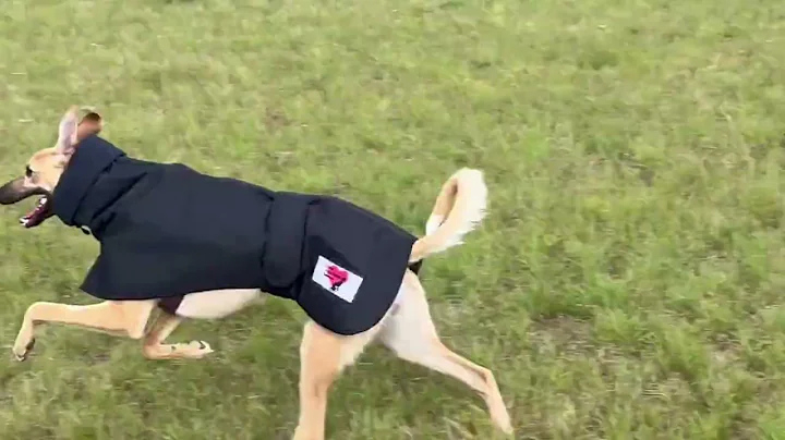 Kent Greyhound Rescue Showerproof Black Winter Coat With Snood & Slit For Lead