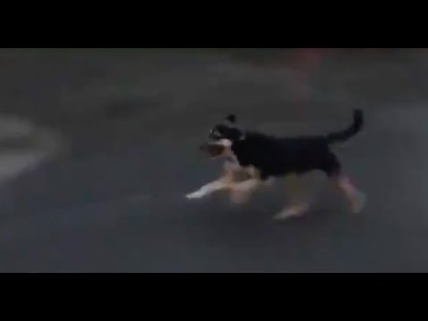 გაიქეცი, „ჰაჩიკო“, გაიქეცი!