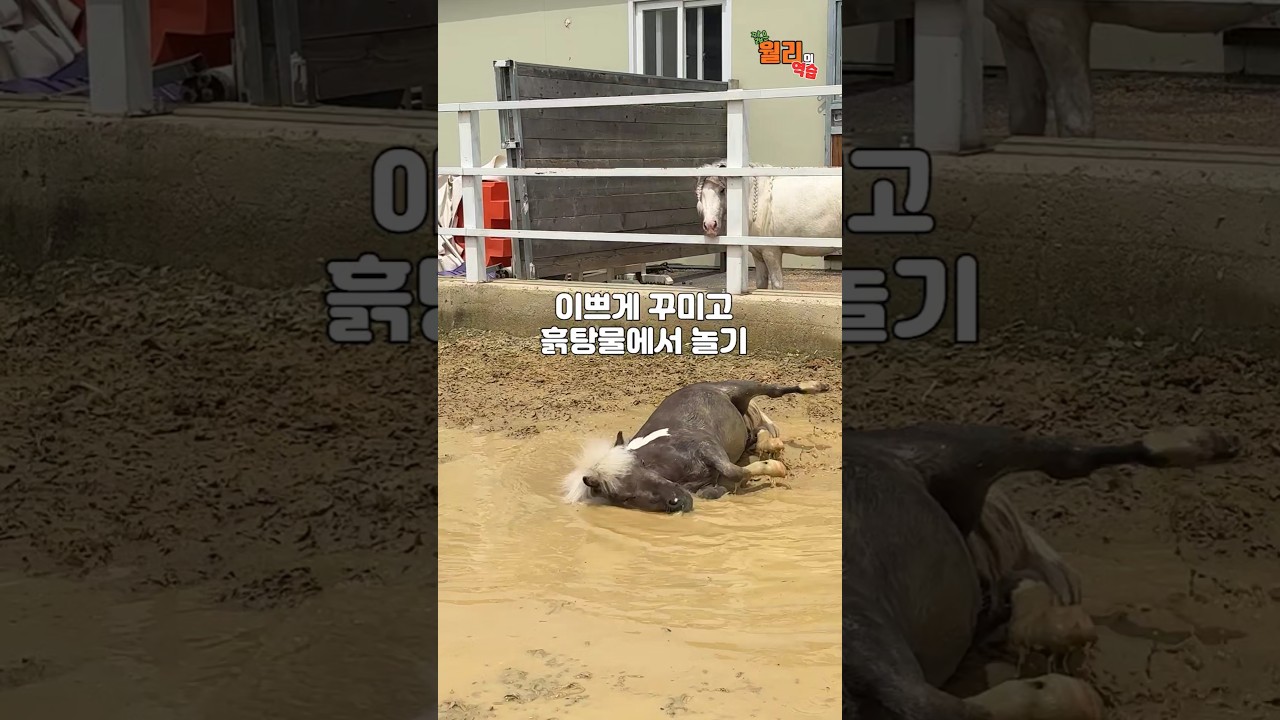 짧은 월리의 역습🦄😈꾸러지 짓 삼대장🐎💥💫✔️