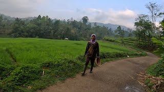 KECAPI SULING SUNDA PALING SEDIH, PEMANDANGAN ALAM INDAH JAWA BARAT - GARUT SELATAN