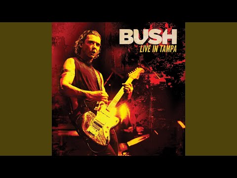 Glycerine - Bush