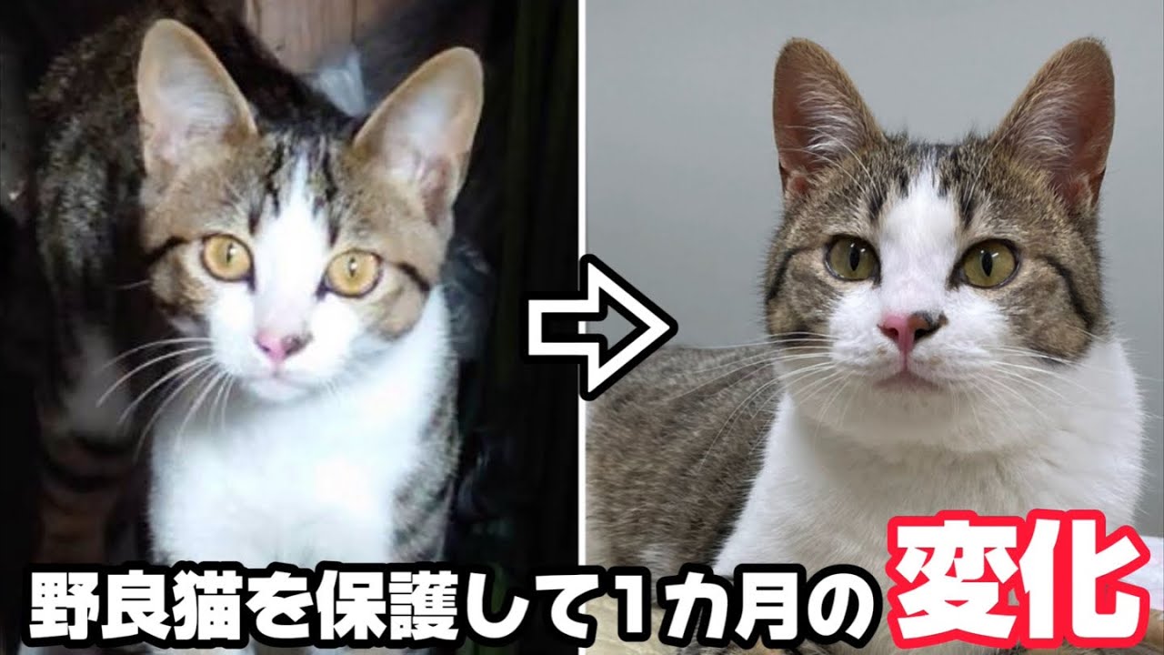 野良の子猫を保護して1カ月後…驚きの姿に変身しました - YouTube