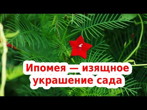 ИПОМЕЯ КВАМОКЛИТ — изящное украшение сада - вьющееся растение