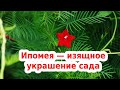 ИПОМЕЯ КВАМОКЛИТ — изящное украшение сада - вьющееся растение