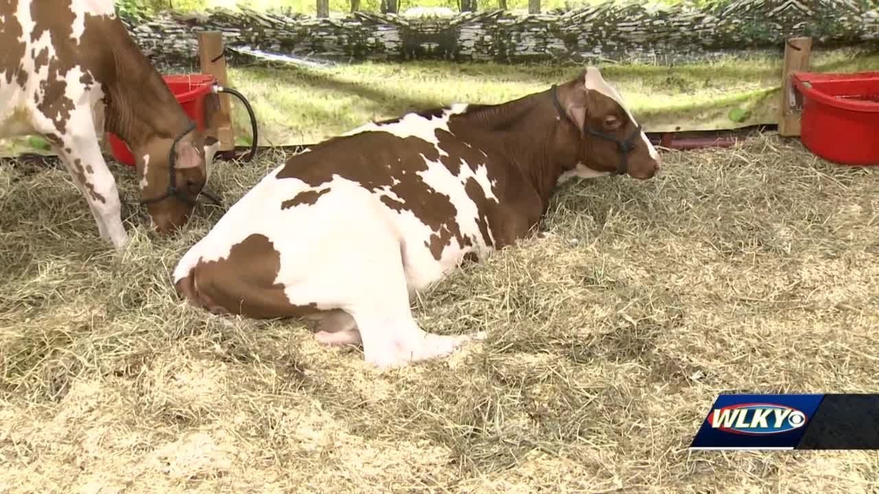Largest purebred livestock show underway at Kentucky Expo Center YouTube