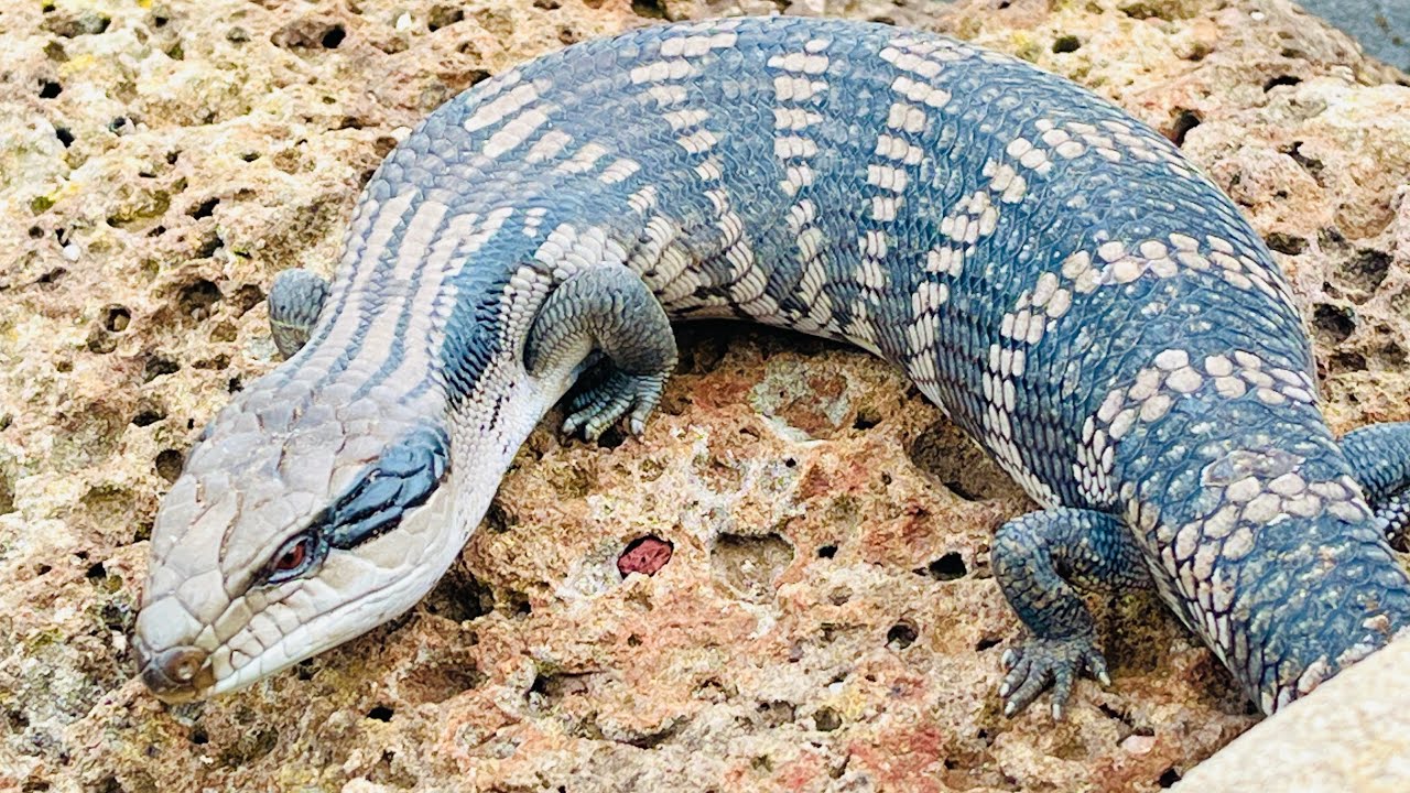 An Australian lizard ๐ฆ is absorbing sunlight โ๏ธ Live streaming - YouTube