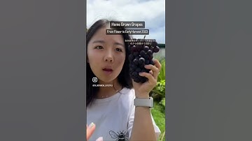 【Home Grown Grape】自家栽培ぶどう #shorts