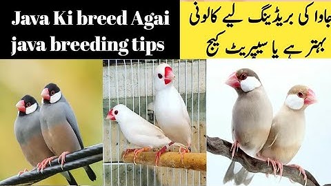 Java breeding progress | Java na breed kr de | java breeding tips | java Sa breed kasa lain |