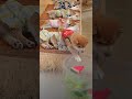 ちゃんと頭は踏まない。礼儀正しすぎる子犬🐶💛The politest puppy ever… it carefully avoided everyone’s heads