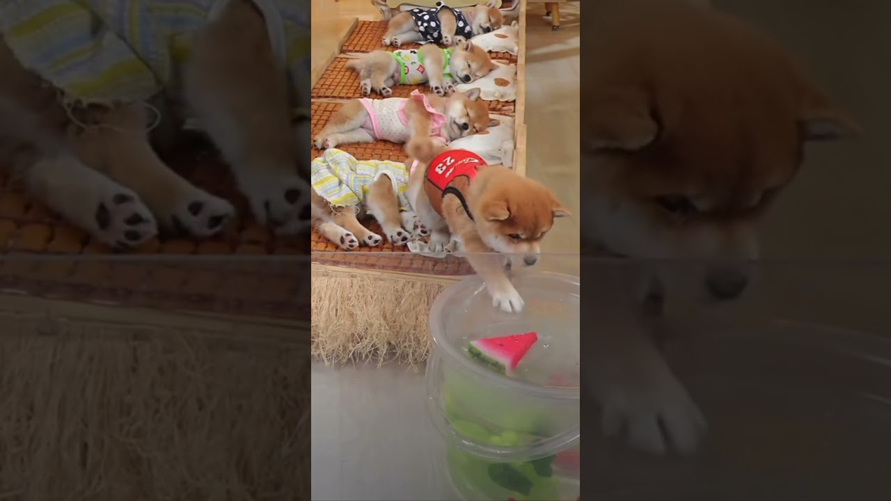 ちゃんと頭は踏まない。礼儀正しすぎる子犬🐶💛The politest puppy ever… it carefully avoided everyone’s heads