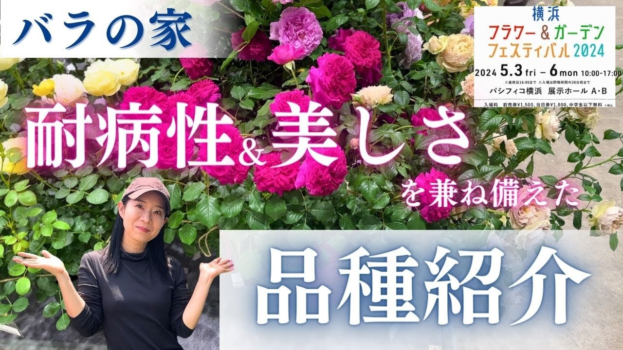 2024新品種紹介】進化した耐病性の高いバラ！ロサ オリエンティスー