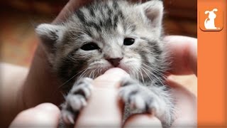Precious Baby Kitten Nibbles on Fingers  Kitten Love