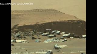 Alien insect on Mars