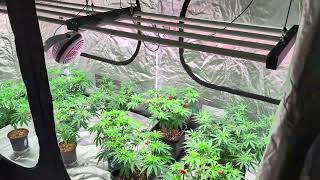 1st indoor grow of 2026 4x8 Updateππ¨βοΈ