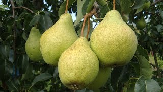 Груша Сорт Просто Мария 3 часть утвердительная Груша Сорт Просто Мария 3 часть утвердительная
