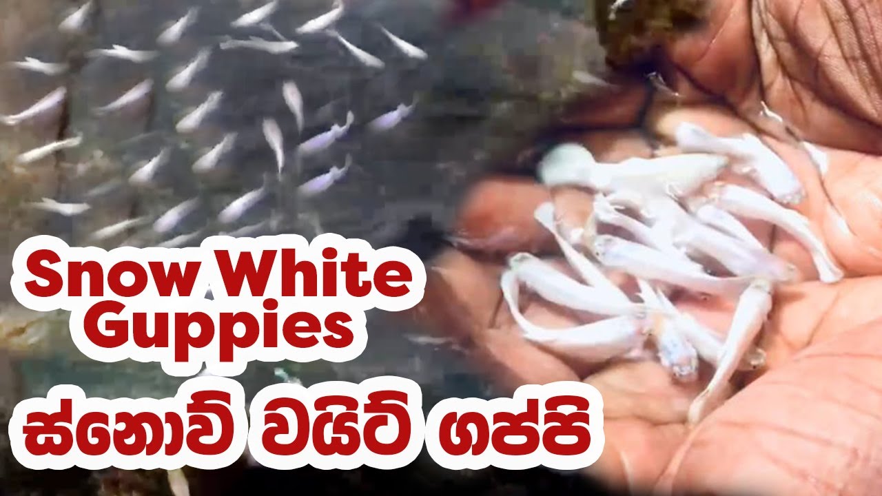 Snow White Guppies in Sri Lanka ස්නොව් වයිට් ගප්පි මසුන් YouTube