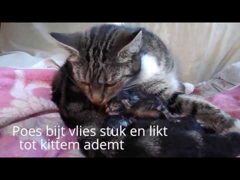 Video: Verhoogde Hartslag Door Voortijdige Contracties Bij Katten