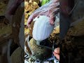 Removing coconut husk for food and material processing