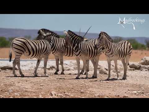 Wildlife Acitivity at the Waterhole in Etosha National Park, Namibia.