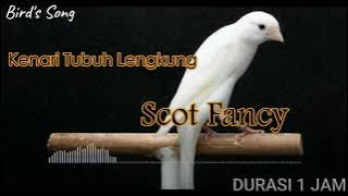Masteran Kenari Scot Fancy Dengan Durasi Panjang