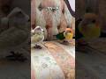 【鳥Part103】未知との遭遇 #鳥 #birds #parrot #かわいい #インコ