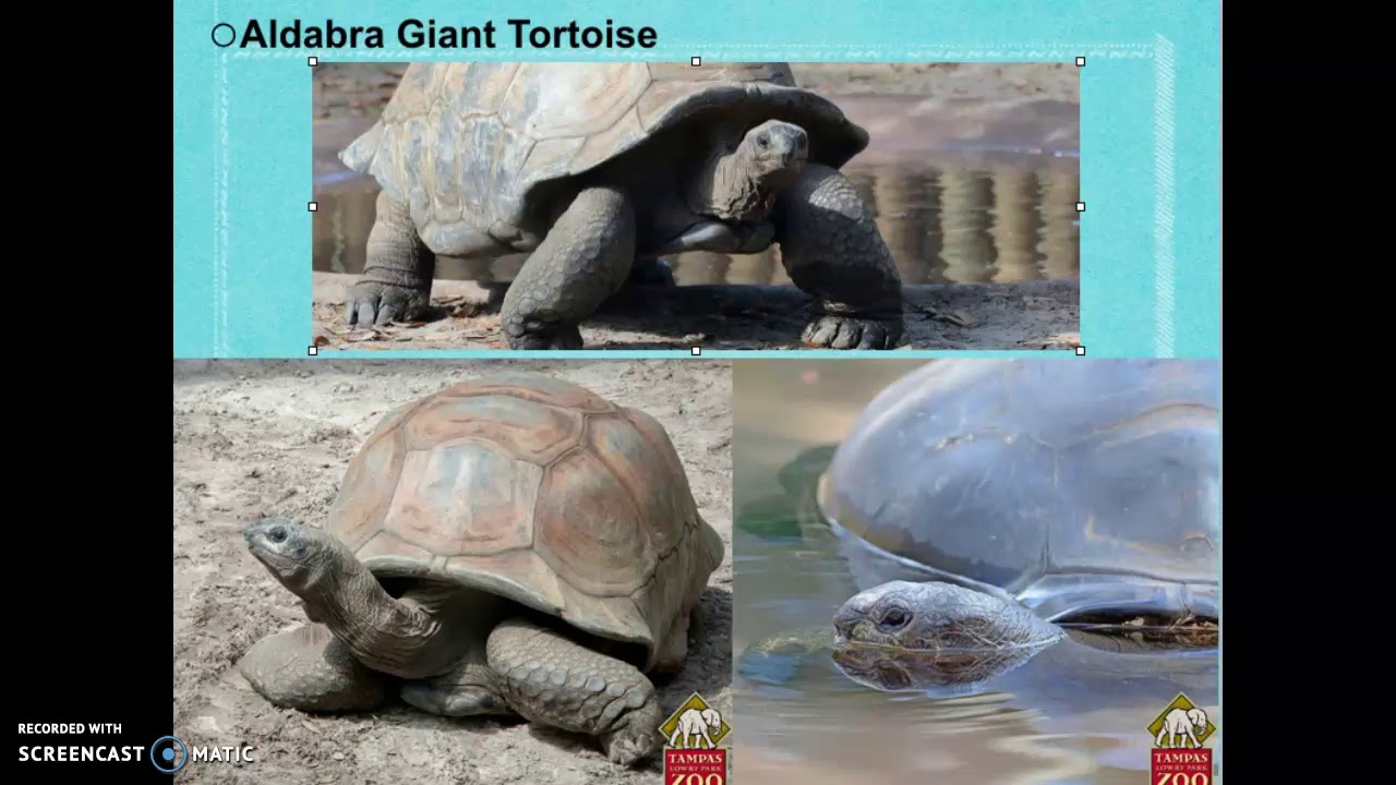 Aldabra Giant Tortoise Research