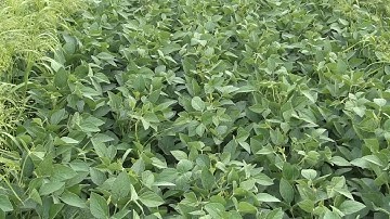 Soybean School -  IP Herbicides
