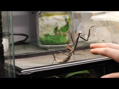 Angry Mantis