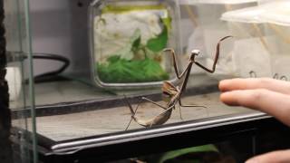 Angry Mantis