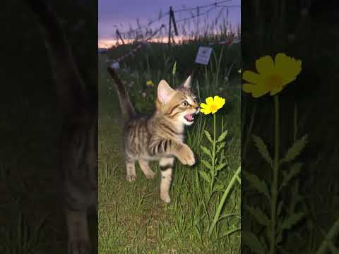 どこか懐かしい子猫の遊び時間/Kitten Playing in the Sunset #子ネコ #cat #kitten #kittenshorts