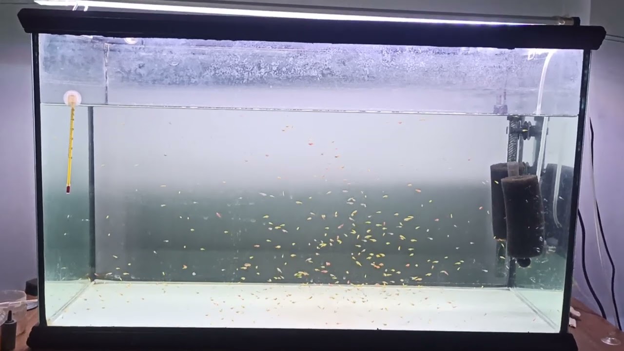 Trans genetik tetra yavru üretimi 16.gün#balık #aquarium #hobbyika #fishtank #üretici #hobby