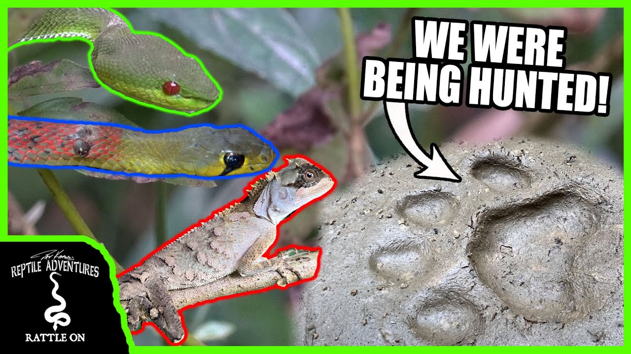THAILAND IS THE PERFECT PLACE TO HUNT FOR AMAZING REPTILES! But what