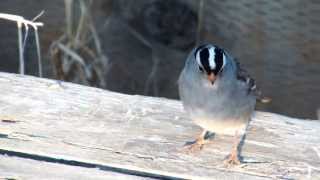 White Crowned Sparrow screenshot 5