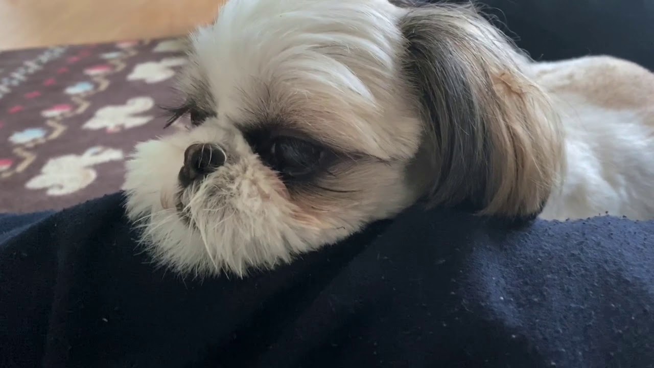 眠いシーズー Shih tzu sleeping YouTube