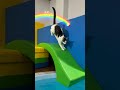 Cat vs Parkour: The Secret Treasure! 🐈💎 #shorts