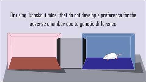 Conditioned Place Preference for Neuroscience Research