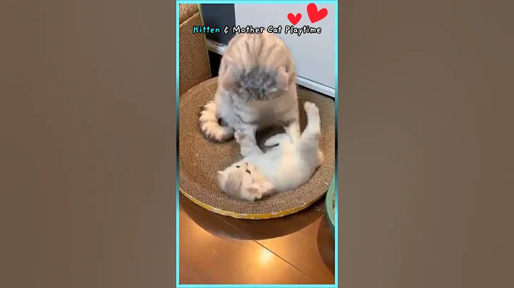 Watch the video about Kitten & Mother Cat Playtime 🐈❤️