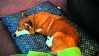 Sleepy barker by Merri-Lee Stine 403 views 9 years ago 15 seconds