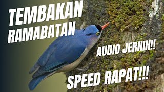 Masteran Tembakan Burung Rambatanspeed Rapat  Jernih Jeda