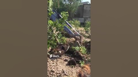 Bứng cây#Shorts
