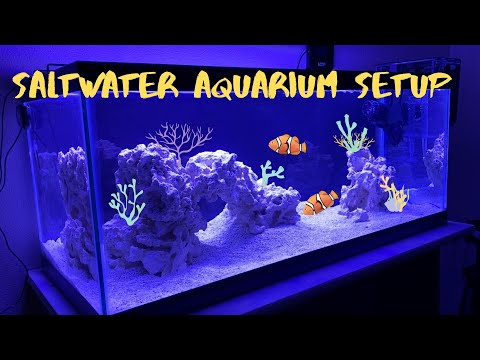 How to Set Up a Saltwater Aquarium: 8 Easy Steps & Checklist