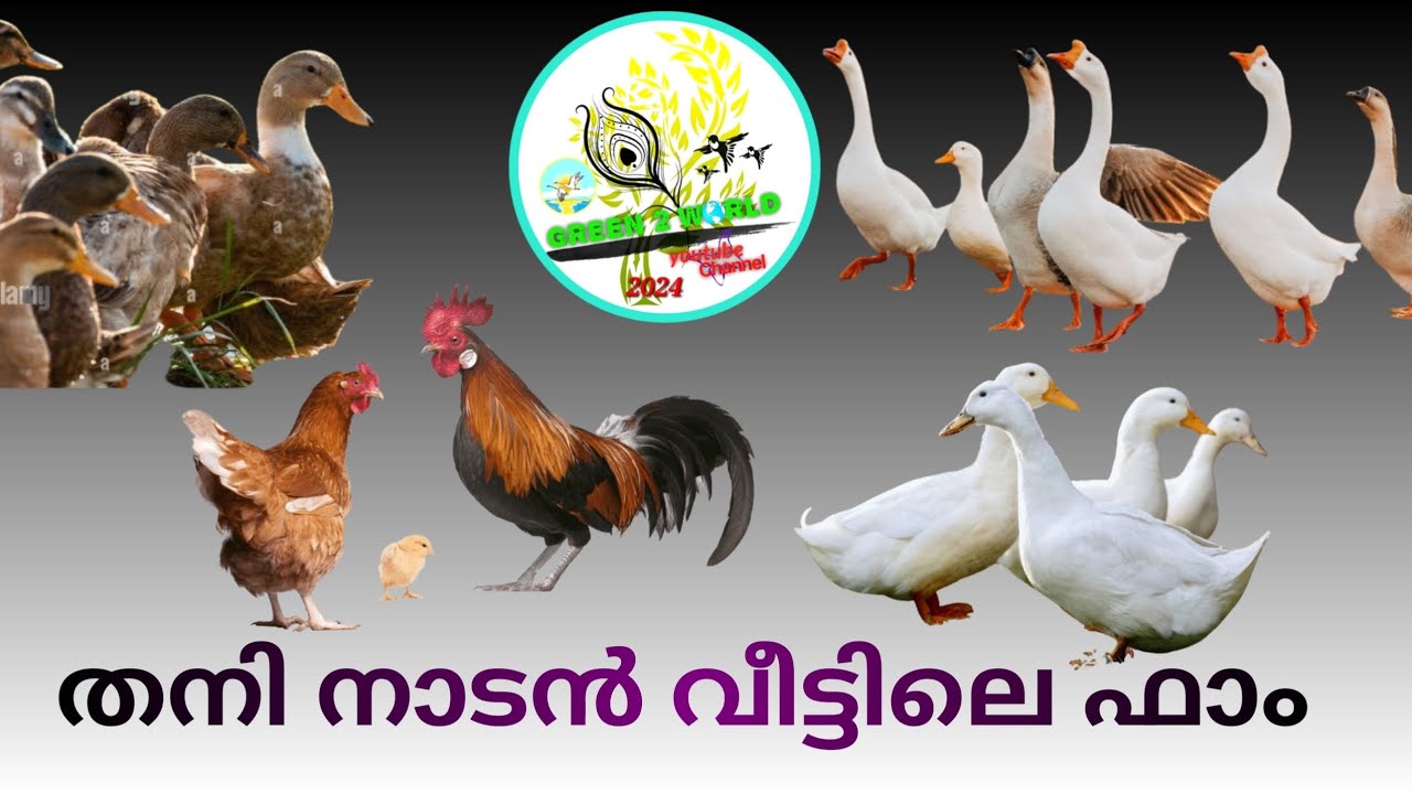 തനി നാടൻ വീട്ടിലെ ഫാമും part-1