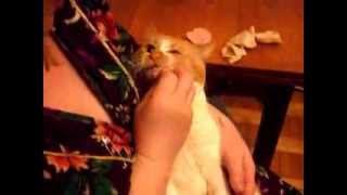 РЫЖИЙ КОТ РЫЖИЙ КОТ