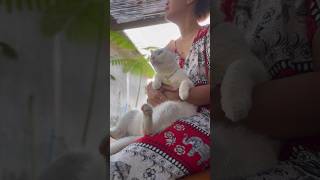 Part 1  #kucinglucu #videoshorts #catlovers #catlovers