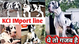 Harlequin Kci registered GREAT DANE IMport line puppies for sale | Worlds largest dog breed